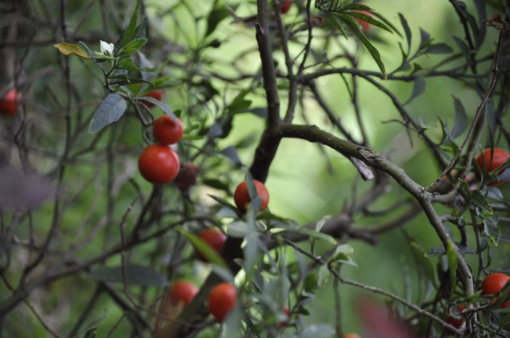 planta, bosque, frutos, arboles, selva, primavera, verde, paisaje