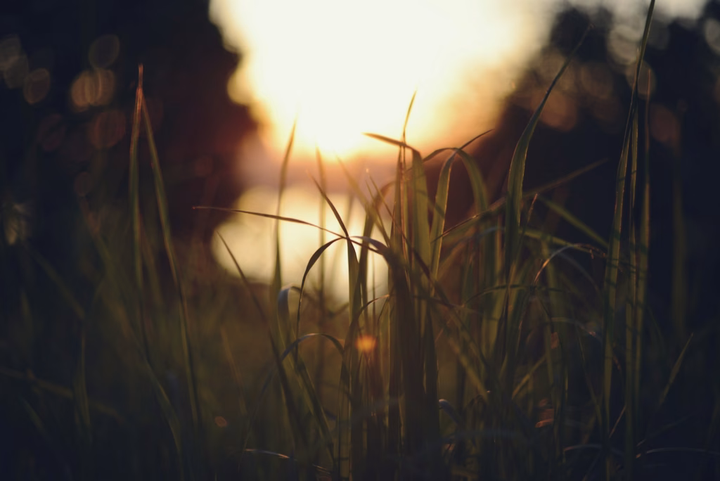 Sunlight shines through grass.