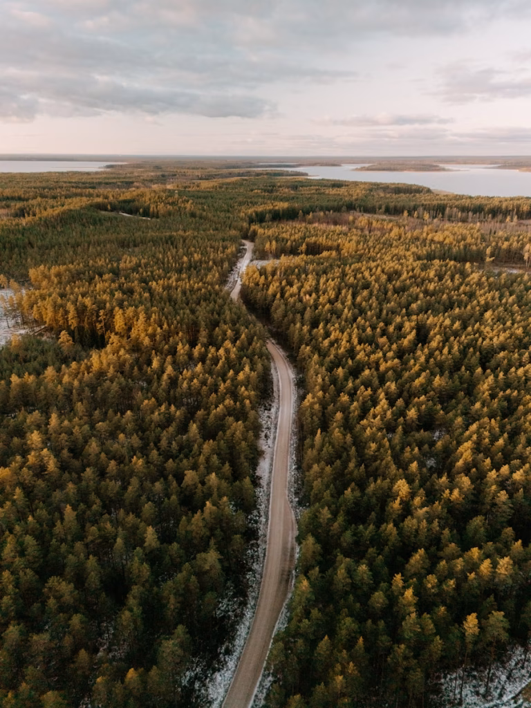 A winding road through a dense pine forest.