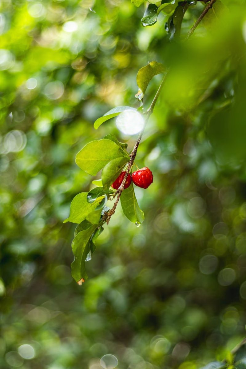 Amor que produce fruto para la gloria de Dios