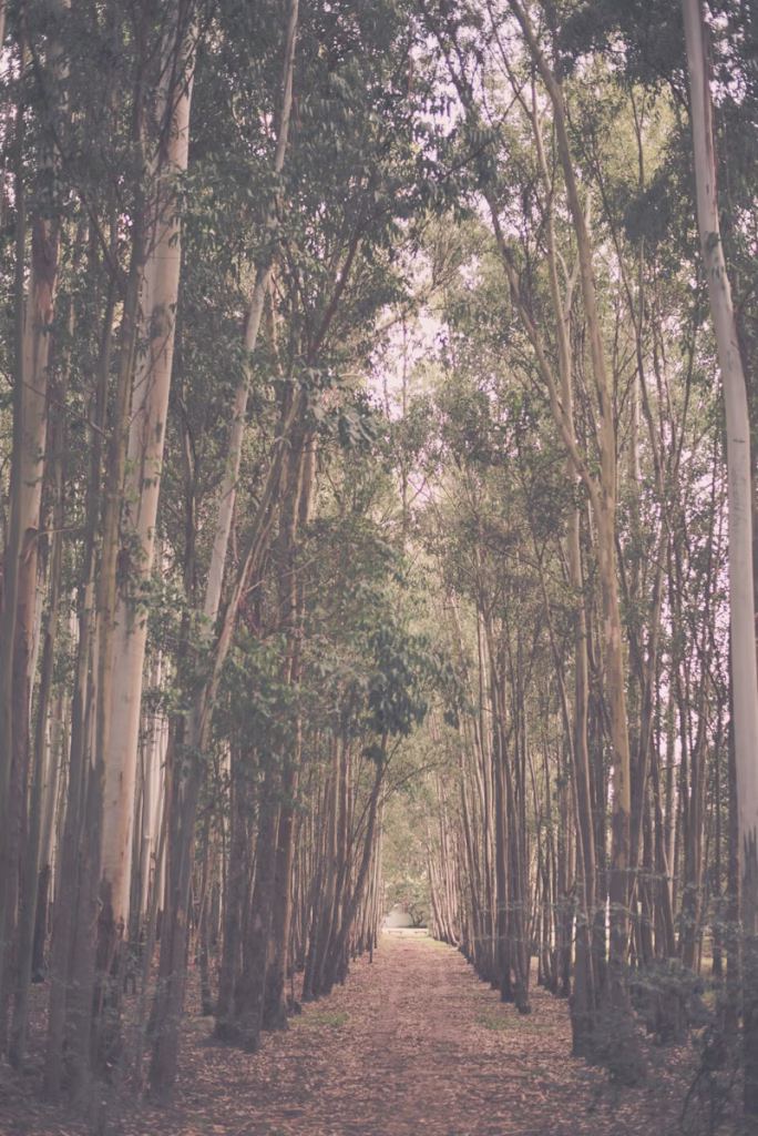 green and brown trees during daytime